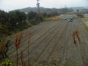 0227ジャガイモ畑.jpg